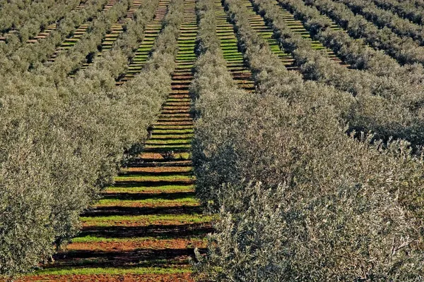 Dcoop calculates the product carbon footprint of its olive oil to advance its decarbonisation strategy