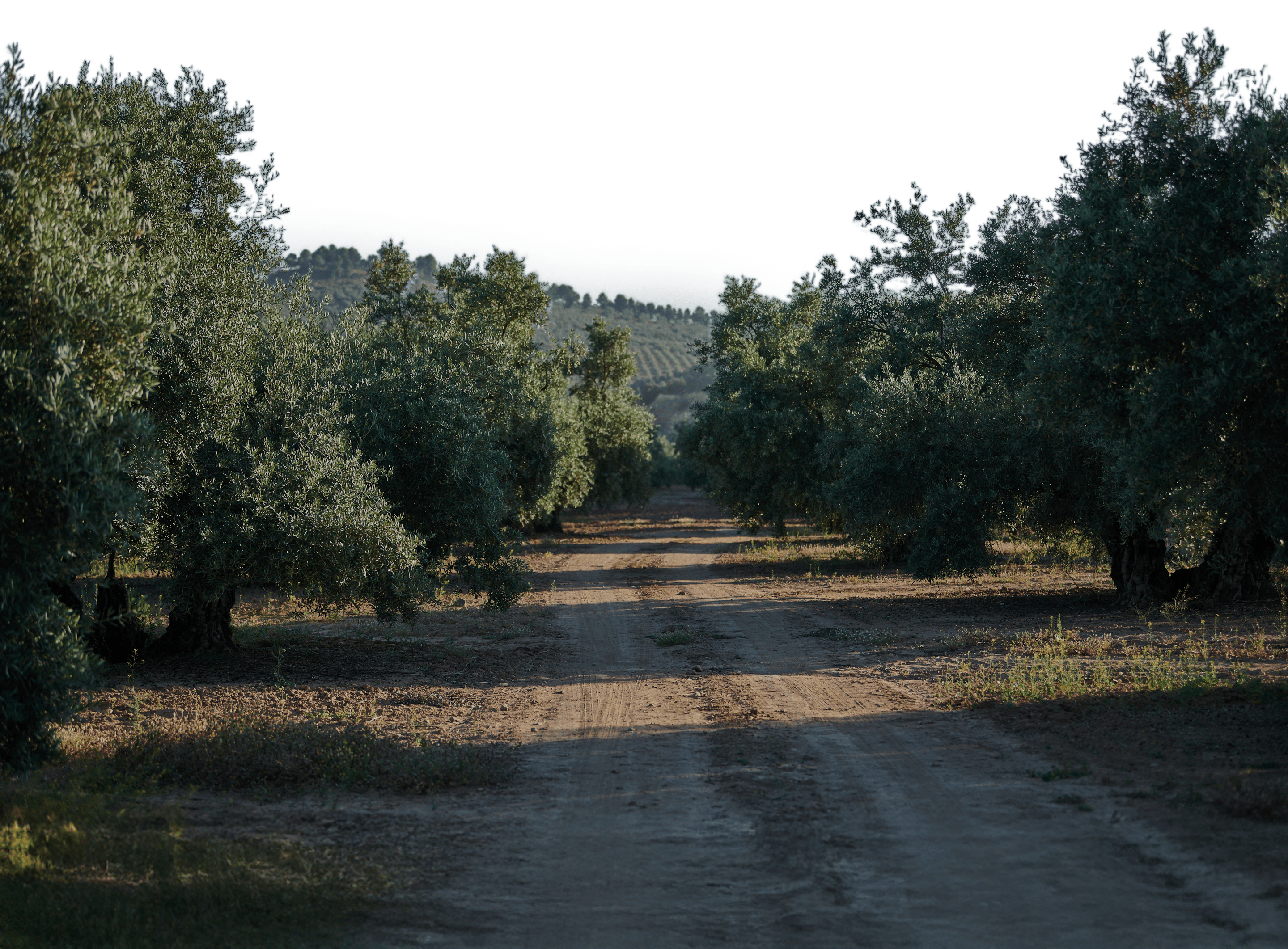 Banner Sustainability